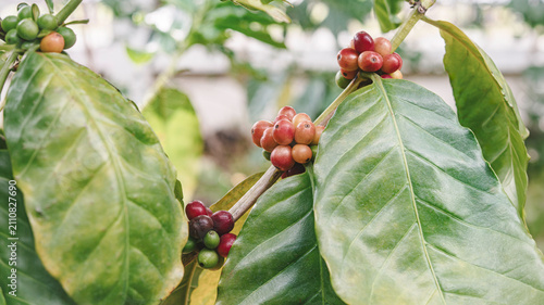 Fotografie Ripe Arabica Coffee Cherries Growing on Coffee Tree Branch – Coffea arabica Plan