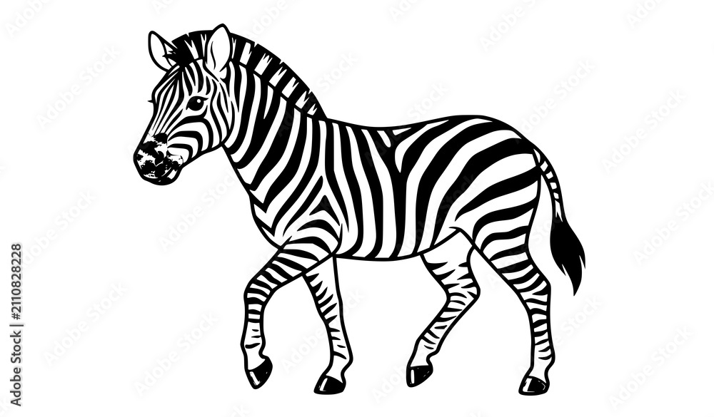 Fotografie Walking Zebra Three Quarter View Isolated on White Background Flat Vector Illust