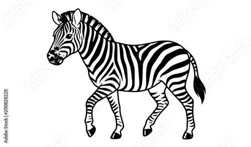 Photography Walking Zebra Three Quarter View Isolated on White Background Flat Vector Illust