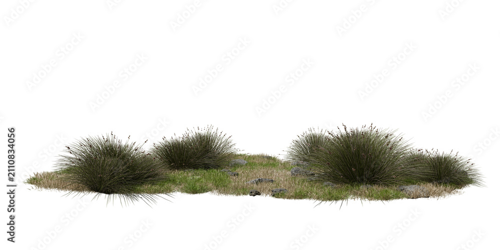 Obraz premium Several grass clumps and small rocks fill an outdoor space under daylight. green grass spreads across ground with various textures and forms. 3d render