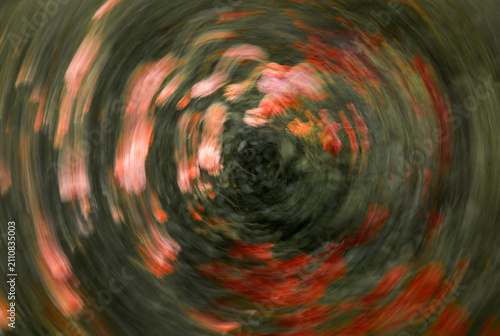 Canvas Print Abstract intentional camera movement photograph of pink flowers in swirling motion