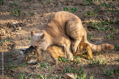 Foto Outdoor photography of stray cats mating and reproducing in nature