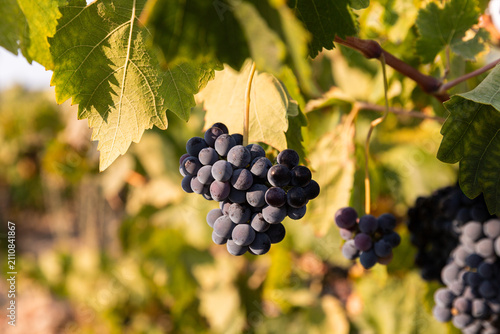 Grappe de raisin rouge en gros plan suspendue à une branche de vigne entourée de feuilles vertes dans une parcelle ensoleillée, raisin mûr, été