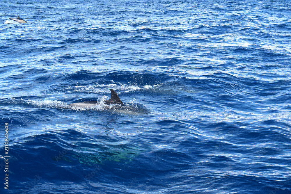Fototapeta premium Dolphins swimming and leaping through the ocean waves on a sunny day
