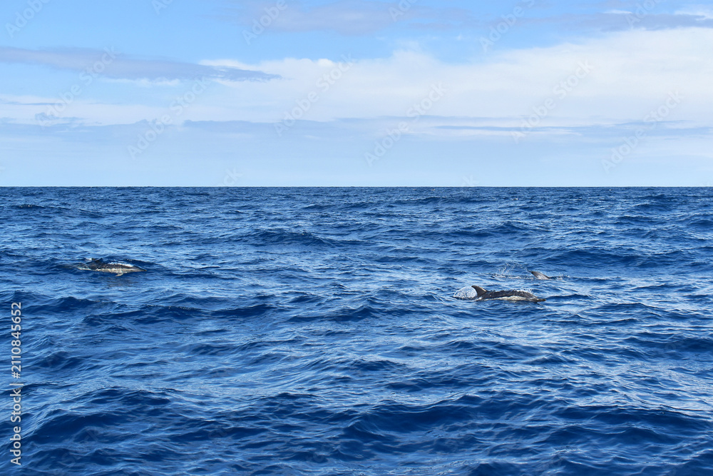 Fototapeta premium Dolphins swimming and leaping through the ocean waves on a sunny day