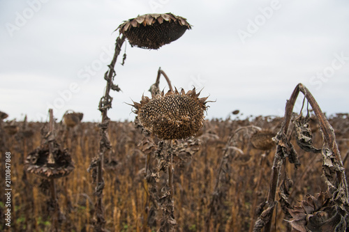 Vintage withered sunflowers in the field
