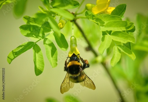 bumblebee on a flower