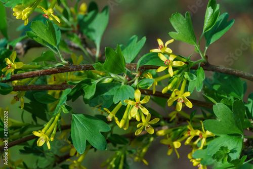 Bright yellow yellow Ribes aureum flowers with red centers bloom. Flowers golden currant, clove currant, pruner berry and buffalo currant creating vibrant contrast in nature