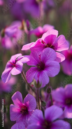 Close-Up of Pink Flower Blooming in Natural Garden