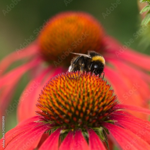 bumblebee on a flower