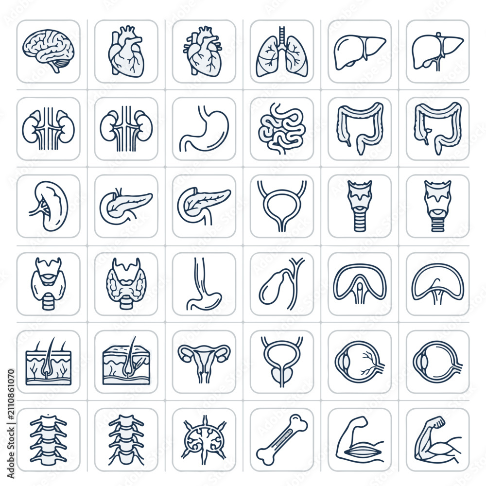 Fototapeta premium Human Organ Icons Medical Health Science Vector Illustrations Set