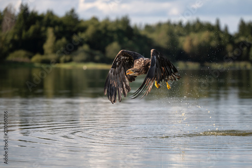 Canvastavla Juvenile bald eagle, Haliaeetus leucocephalus, flying low over a lake water surface
