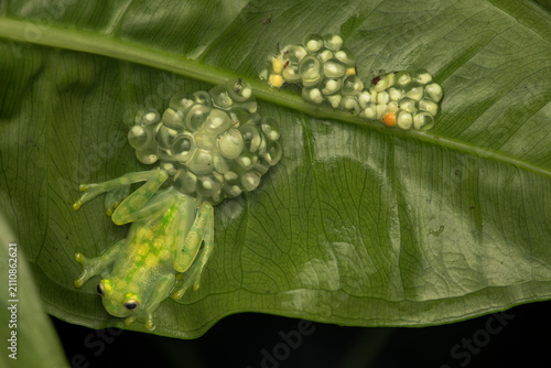 Male La Palma glass frog (Hyalinabatrachium valerioi) guarding two egg clutches in different development stages on a leaf