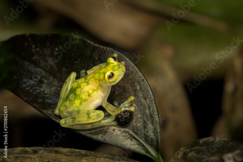 Adult La Palma glass frog (Hyalinabatrachium valerioi) on a green leaf at night with dilated pupils