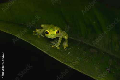 Adult La Palma glass frog (Hyalinabatrachium valerioi) on a green leaf at night with dilated pupils