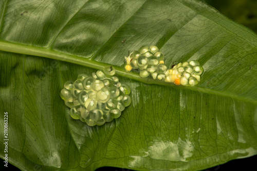 Fotografie Two egg clutches of a glass frog attached to the underside of a green leaf