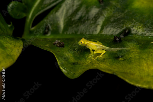 Young La Palma glass frog (Hyalinabatrachium valerioi) froglet with tail stub sitting on a green leaf