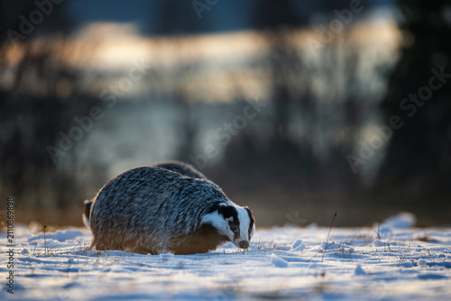 фотографія European badger, Meles meles, foraging on a snowy meadow during sunset