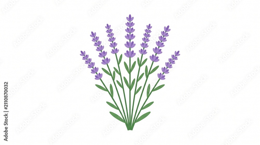 Obraz premium *A simple illustration of lavender stems. Purple flower spikes with green leaves. Clean, flat design on white background.*