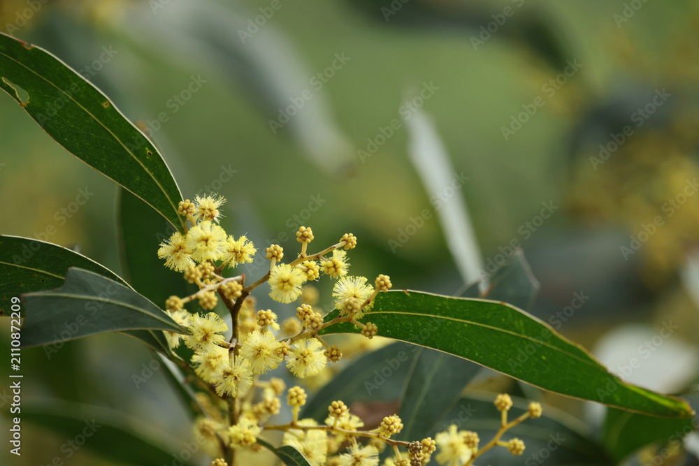 Obraz premium Close Up of Yellow Wattle Flowers and Green Leaves