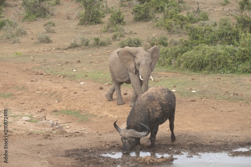 Photography Young Elephant and Cape Buffalo Sharing African Waterhole