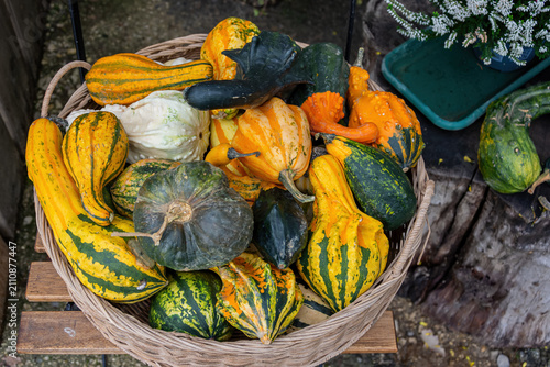 Obraz na płótnie Wicker basket of yellow green and orange decorative gourds outdoors