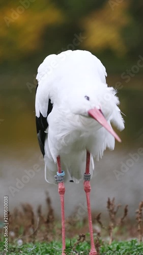 White Stork On Lush Grass By Calm Water Shaking Off