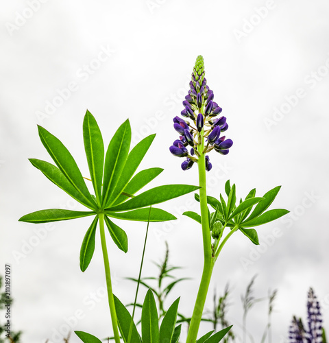 Nahaufnahme einer blauen Lupinie
