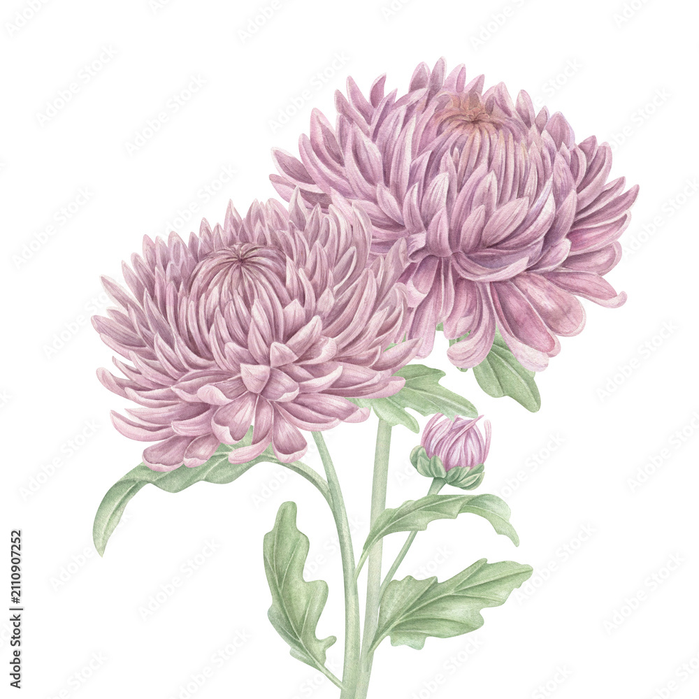 Obraz premium Two pink chrysanthemum flowers with bud watercolor illustration. Garden plant on isolated background. Floral composition for greeting card, invitation, Asian ceremony, wedding stationery.