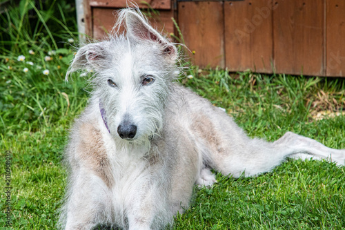 Fotografie Relaxed female lurcher dog lying on green grass in a backyard during summer, looking calmly at the camera