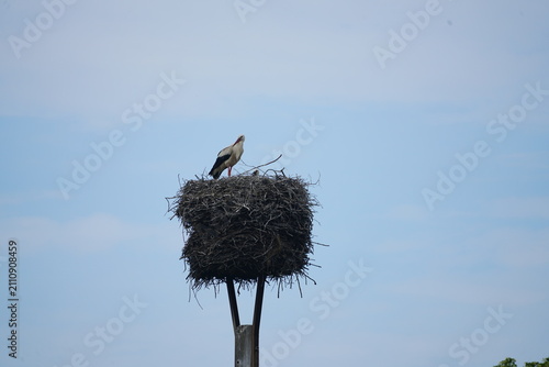 Weissstorch auf seinem Nest in brandenburg