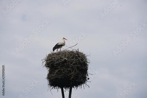 Weissstorch auf seinem Nest in brandenburg