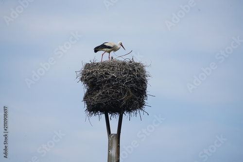 Weissstorch auf seinem Nest in brandenburg