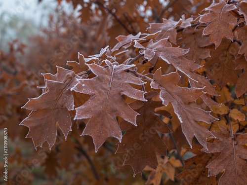 Winter oak leaves covered in delicate white frost on branch