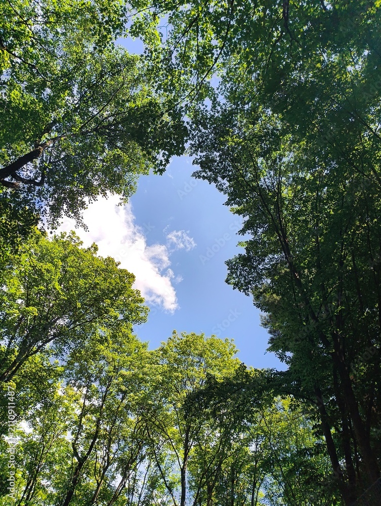 Fototapeta premium Lush green forest canopy looking up perspective. Natural forest bottom view on crown foliage: nature conservation, environment, outdoor background. Low angle view of lush tree branches in sunny woods