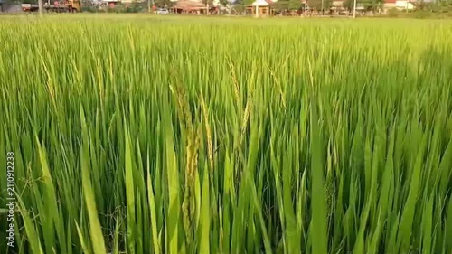 Close Up of Ripening Rice Ears in Green Vietnamese Paddy Field