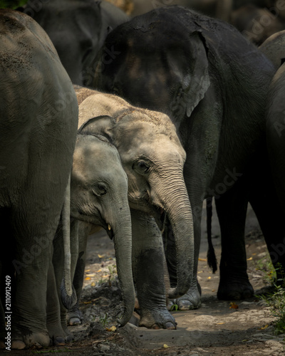 Photography Indian elephants in Assam roaming in Manas and Kaziranga national parks, India