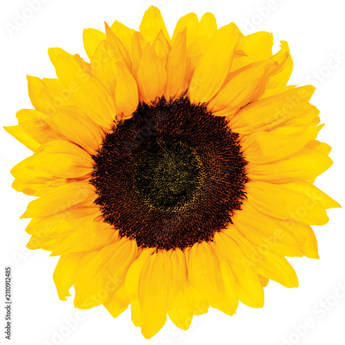 Sonnenblumenblüte - Fürst Media München