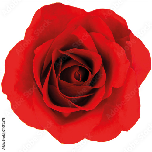 Rote Rose - Fürst Media München