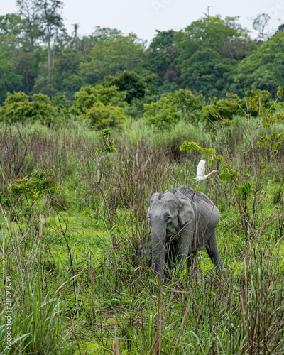 Photography Indian elephants in Assam roaming in Manas and Kaziranga national parks, India