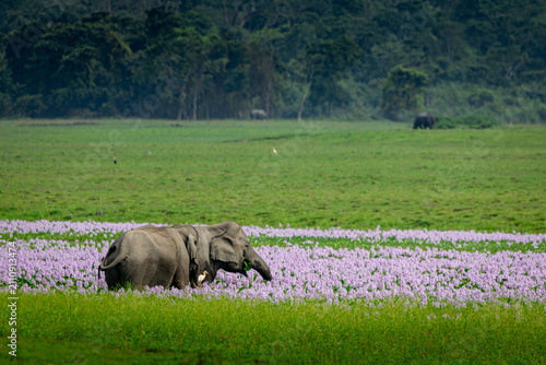Canvas Print Indian elephants in Assam roaming in Manas and Kaziranga national parks, India