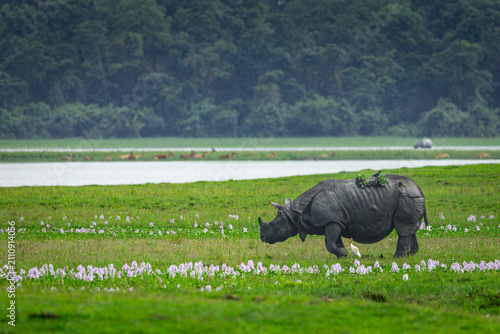Foto one horned rhinoceros in the plains of Assam amid green grass, Kaziranga and Man
