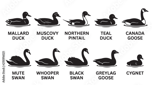 Konstfotografi Minimalist waterfowl silhouette collection, set of 10 duck and swan icons, black