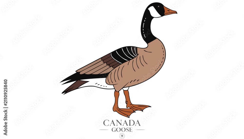 Obraz premium Very beautiful realistic vector illustration of a CANADA GOOSE featuring a bold wildlife label reading 