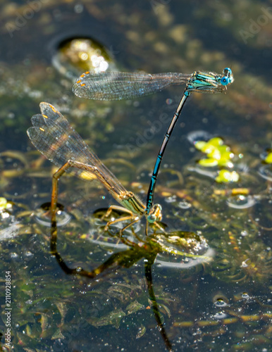 damselflies mating on the water