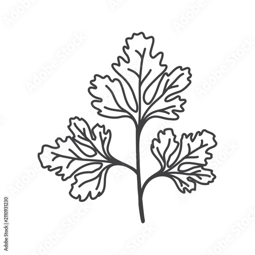 Outline parsley leaves icon isolated.