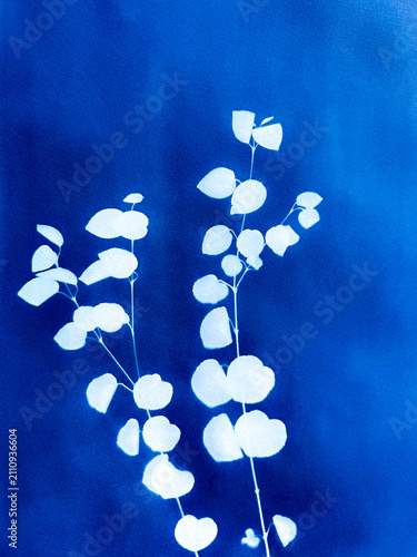 Birch tree branches in blue cyanotype background