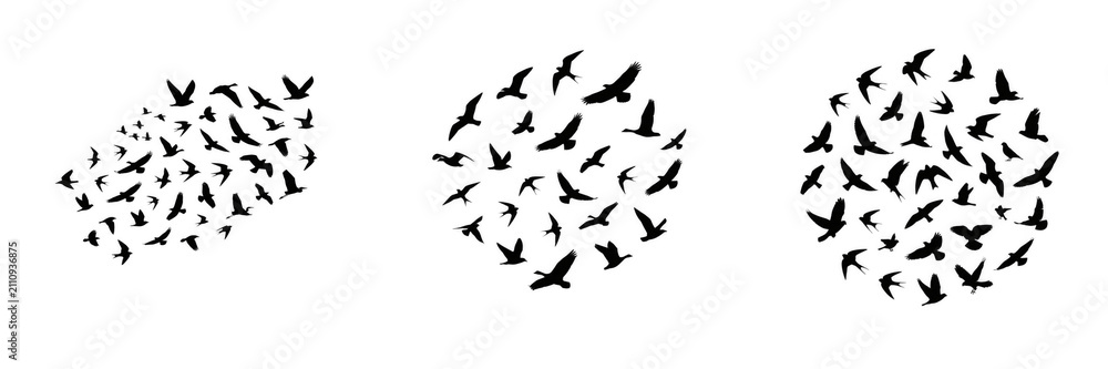 Fototapeta premium Silhouettes of flocks of birds flying in dynamic circular formations isolated on white background for nature and wildlife design projects