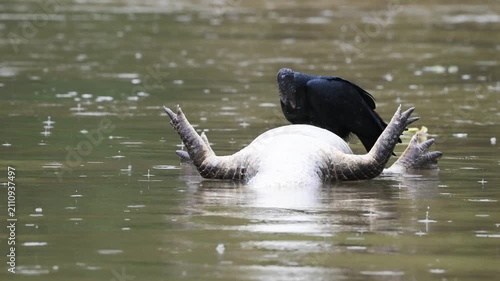  Black vulture eats dead caiman in river while it rains, Coragyps atratus, caiman, Melanosuchus niger, Rio São Lourenço, Brazil, dead, death, rain, 