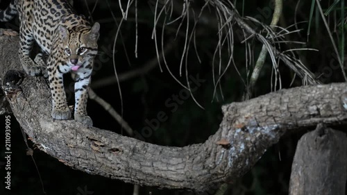 ocelot in the forest,  Leopardus pardalis, walks, rain forest, tropical forest, mammal, in the night, night, dark, Pantanal, Mato Grosso, Mato grosso du Nord, Brasil, rainforest